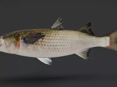 Realistic Mullet Fish Animated 3D model