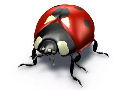 Ladybug 3D Model 3D model