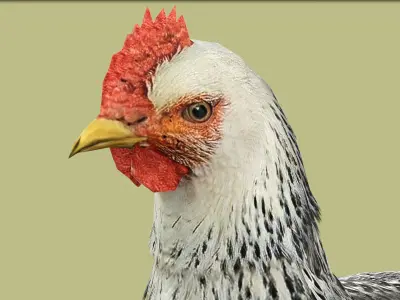 HEN RIGGED ANIMATED 4 Low-poly 3D model