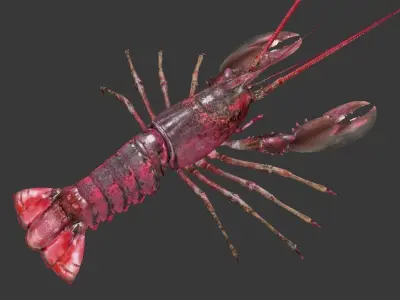 Homarus americanus lobster Low-poly 3D model