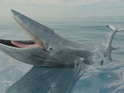 Blue Whale  Animated  Low-poly 3D model