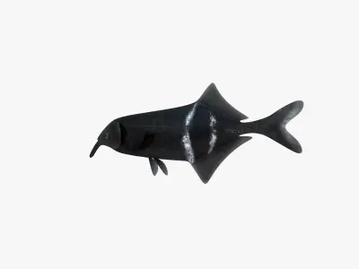 Long-Nosed Elephant Fish 3D model
