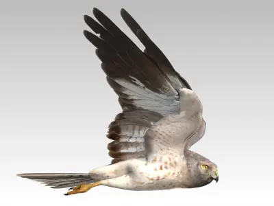 Hen Harrier Low-poly 3D model