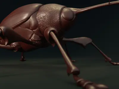 Chestnut Weevil or Curculio Elephas Low-poly 3D model