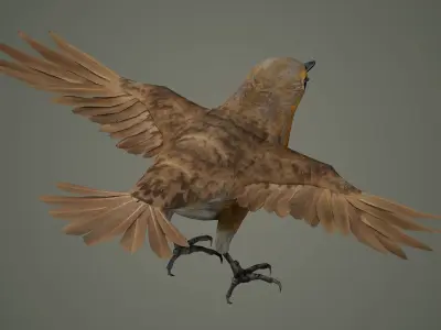 bird jay bee feather eagle cockatoo toucan sparrow  3D model