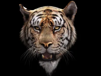 Bengal Tiger RIG Yeti 3D model purchase