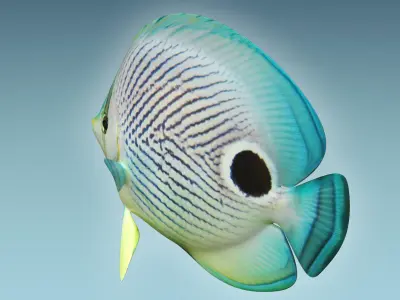 Foureye Butterfly Fish 3D model
