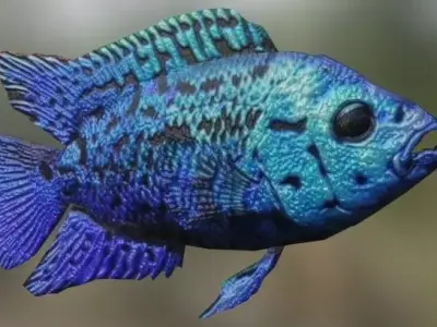 Blue Cichlid Fish 3D model