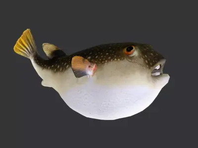 Pufferfish - Grass Puffer Animated 3D model