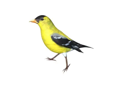 American Goldfinch Low-poly 3D model