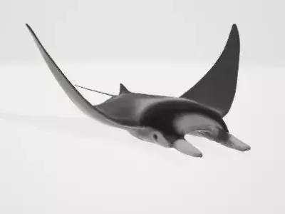 High-Quality Mobula Rays 3D Model Low-poly 3D model