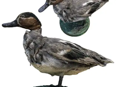 Wild duck 3D model