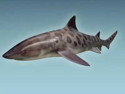 Leopark Shark 3D model