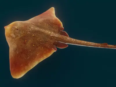 Realistic Ray 3D model