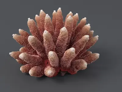 Acropora Corals S Collection 3D model