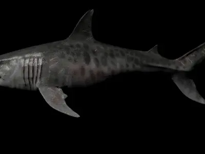 Megalodon Low-poly 3D model