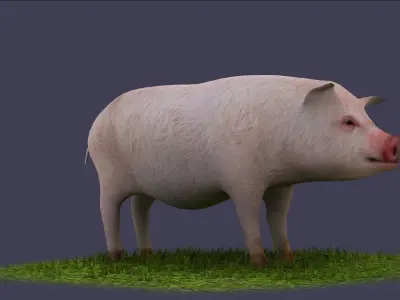 Pig wild Farm Teeth Eyes Trousers Dress Animals mammal 3D model