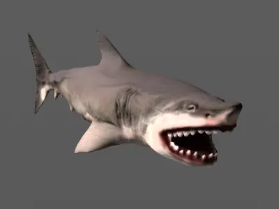 Shark 3D models Low-poly 3D model