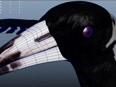 Australian Magpie Rigged 3D model