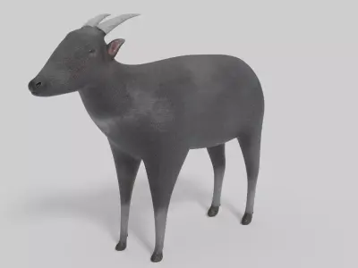 3D Anoa Model goat Low-poly 3D model
