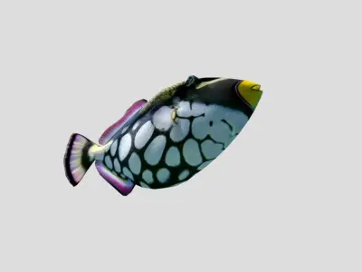 Clown Triggerfish Realistic Animated Low-poly 3D model