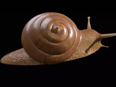 Snail PBR GameReady Model Low-poly 3D model