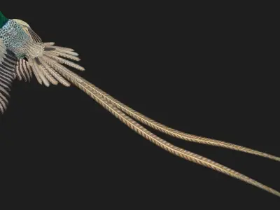 PheasantBird B4 3D model