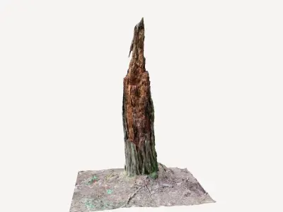 Rotten Tree trunk broken in forest 3d photorealistic scan 3D model