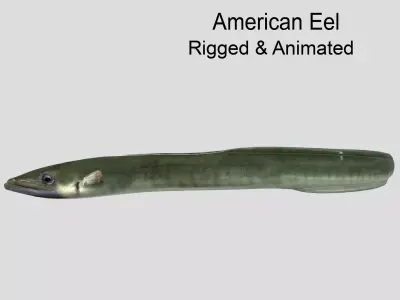 American Eel Realistic Animated Low-poly 3D model