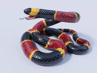 Eastern Coral Snake Rigged Free 3D model