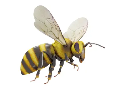 Detailed Animated Buzzing Honey Bee  3D model