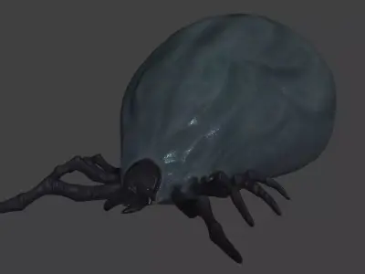 well fed tick Low-poly 3D model