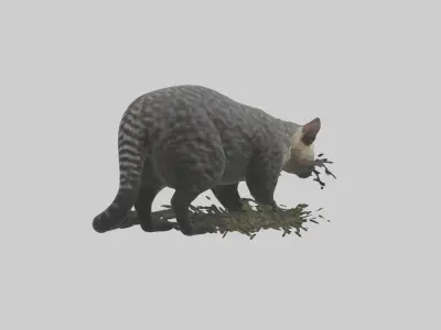 Malayan Civet sneaking model Low-poly 3D model