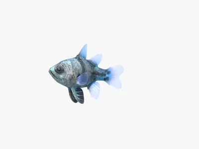 Orbiculate Cardinalfish 3D model