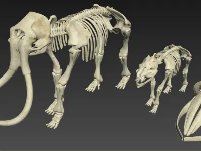 Animal sceletons 3D model