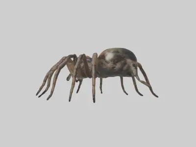 Jumping Spider Low-poly 3D model