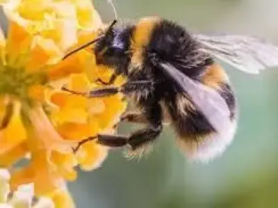 Free bee model- first attempt Free 3D model