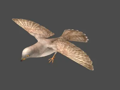 cuckoo bird in flight Low-poly 3D model
