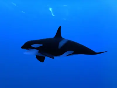 Killer whale Low-poly 3D model