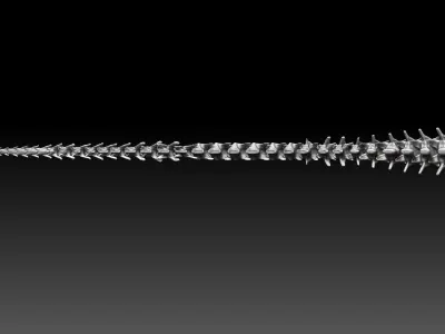 Dinosaur Tarbosaurus Bataar Tail Set 3D model