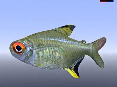 Realistic River Fish 3D model