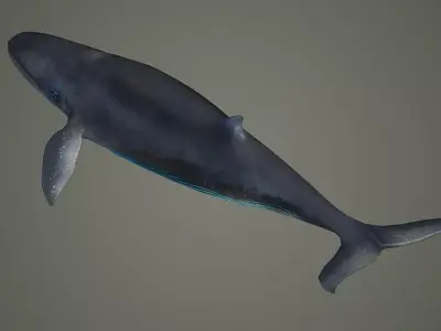 bluewhale whale fish ocean shark water fin sea orca 3D model