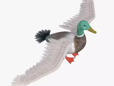Duck bird rigged 3d model Low-poly 3D model