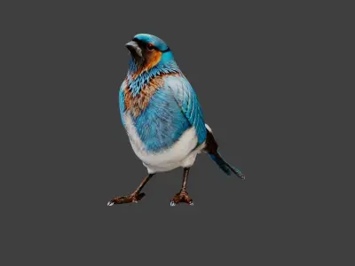 Bird Animal Low-poly 3D model