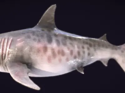 Megalodon Low-poly 3D model