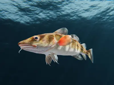 Cod Atlantic - Saltwater Fish Low-poly 3D model