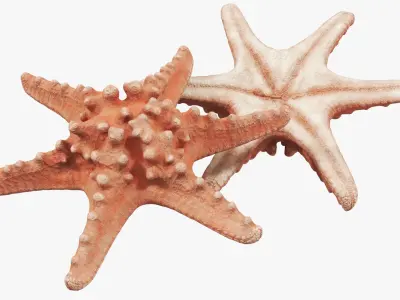 Starfish 01 3D model