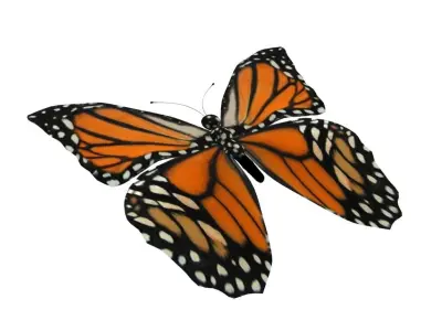 Rig Butterfly Low-poly 3D model