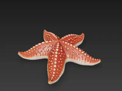 Starfish Realistic 3D Model Basic - Low Poly Realistic Low-poly 3D model