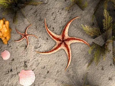 Starfish Tree 3D model